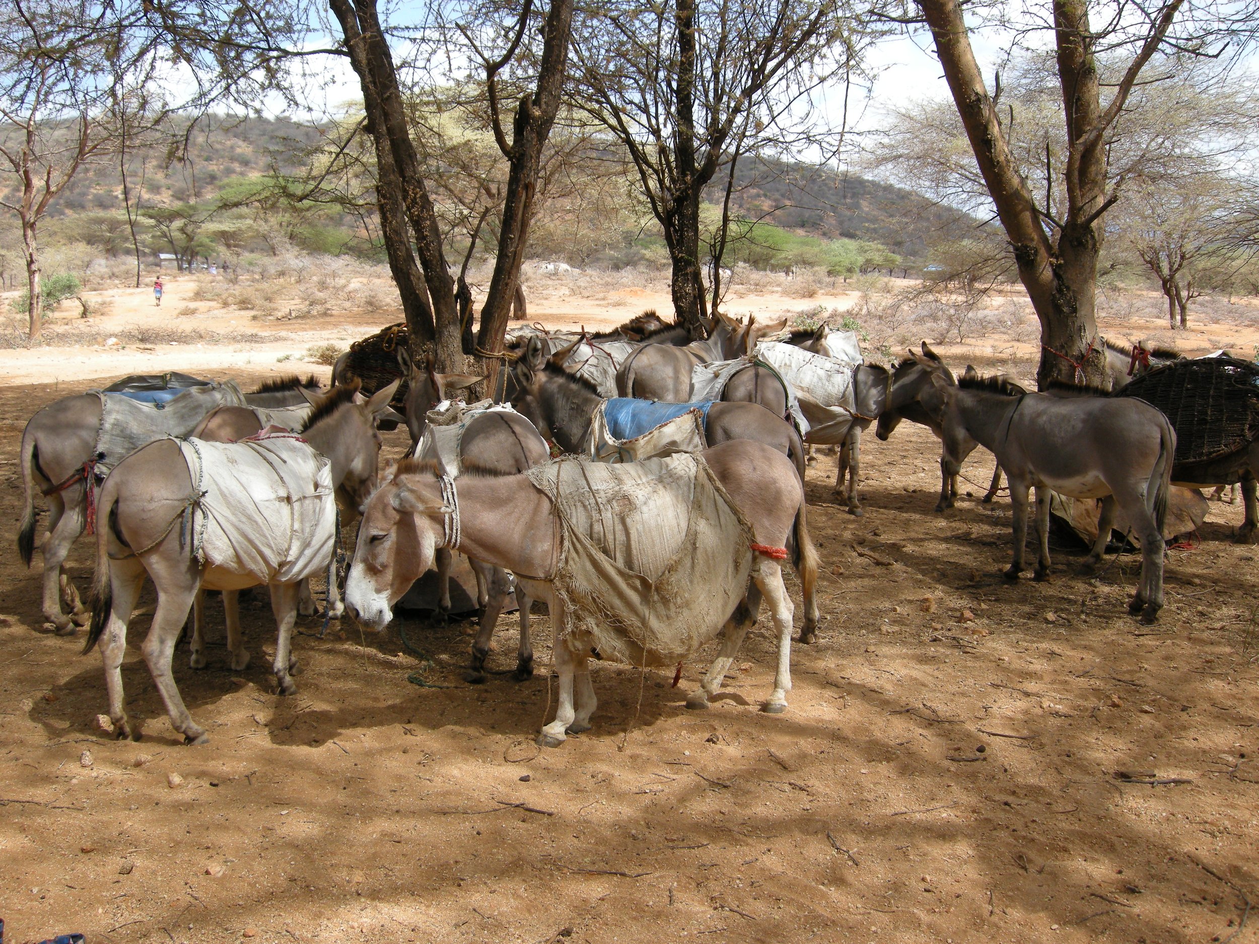 8. donkeys bringing resin to purchase centre.JPG